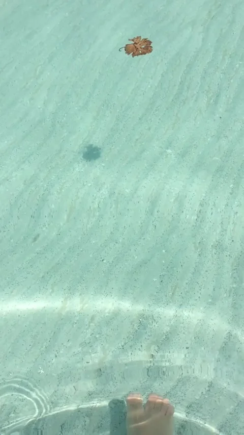 Dry leaf floating on turquoise water Stock Footage 166966592