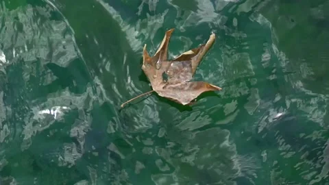 Dry leaf floating on water Stock Footage 148932181