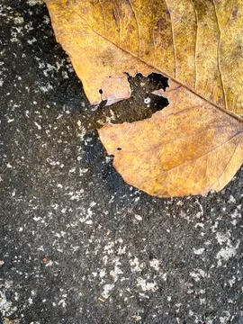 Dry leaf on the floor Stock Photos