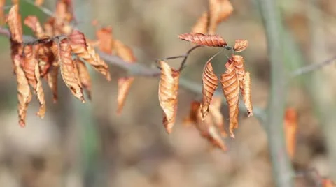 Dry leaf Stock Footage 18174507