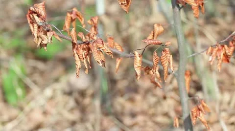 Dry leaf Stock Footage 18174597