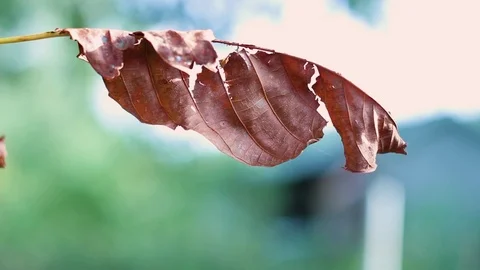 Dry Leaf	 Stock Footage 80444214