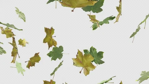 Dry Leaf Stock Footage 319954408