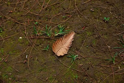 Dry Leaf on Forest Floor with Pine Needles Stock-Fotos