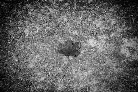 Dry leaf in a forest Stock Photos