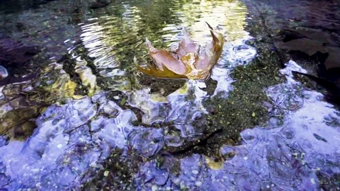 Dry leaf is going on the Creek Stock Footage 117266170