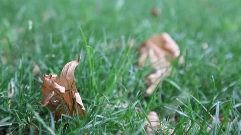 Dry leaf in the grass and blows in the wind Vídeo Stock 131345761