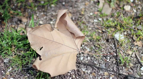 Dry leaf on grass background tilt shot Stock Footage 33367892
