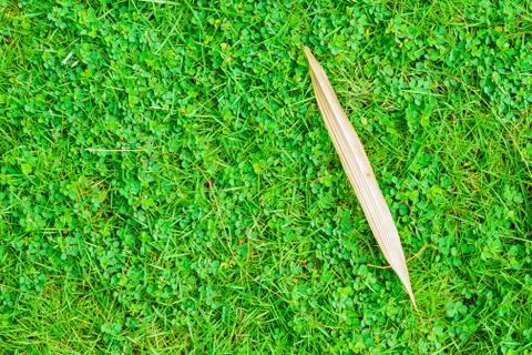 Dry leaf on grass Stock Photos