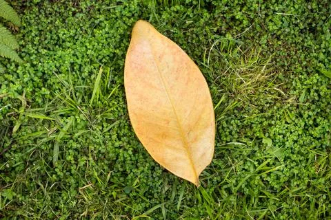 Dry leaf on a green grass background Stock Photos