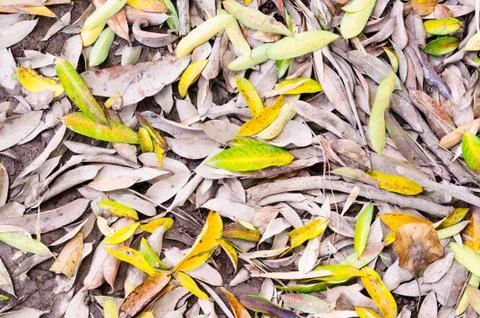 Dry leaf on the ground in autumn forest Stock Photos