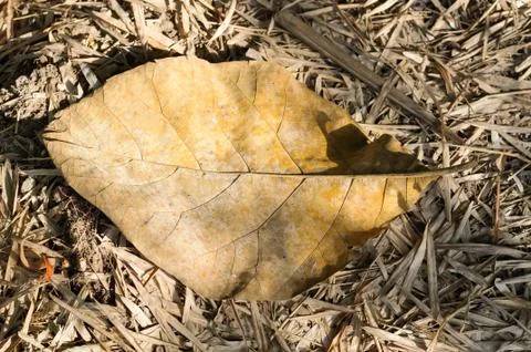 Dry leaf on the ground in autumn forest Stock Photos