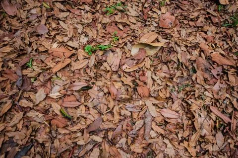 Dry leaf on the ground Stock Photos