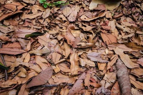 Dry leaf on the ground Foto stock