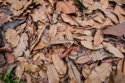 Dry leaf on the ground Stock Photos