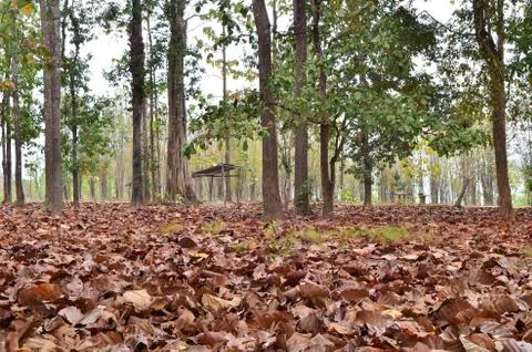 Dry leaf on ground Stock Photos