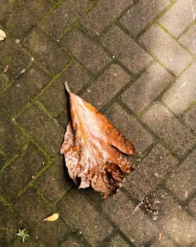 Dry leaf on the ground Stock Photos