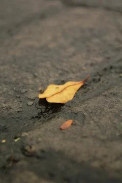Dry Leaf on Ground Stock Photos
