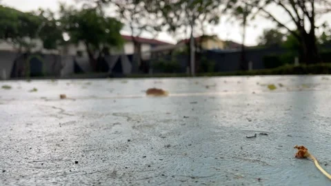 Dry leaf on ground windy day with residential home and trees in background - day Stock Footage 225936064