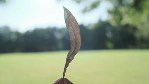 Dry leaf in hand close-up Stock Footage 115457087