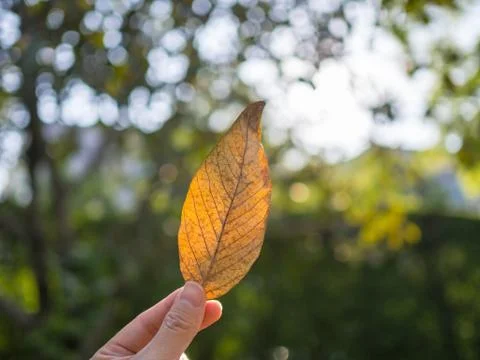 Dry leaf on hand holding Stock Photos