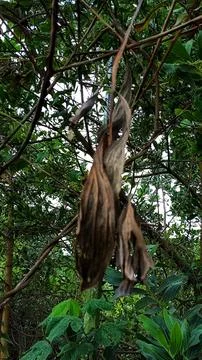 Dry leaf hang on the tree Stock Photos