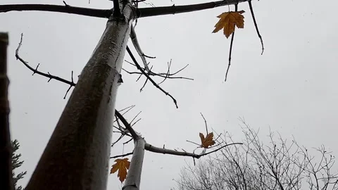 Dry leaf hanging on bare tree branch in snow Stock Footage 255747175