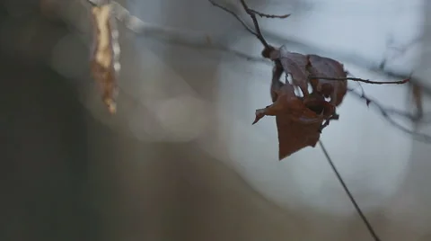 Dry leaf hanging on branch Stock Footage 58654430
