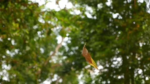 Dry leaf hanging on a spider web. Video stock 136642487