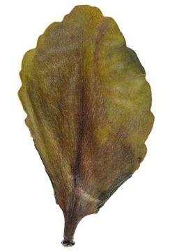 Dry leaf from herbarium isolated on white background. Stock Photos
