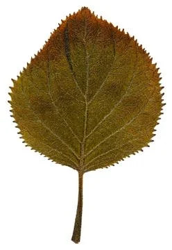 Dry leaf from herbarium isolated on white background. Foto stock