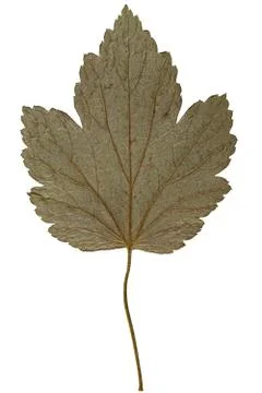 Dry leaf from herbarium isolated on white background. Stock Photos