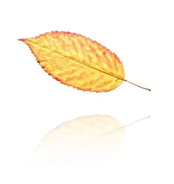 Dry leaf Stock Illustration