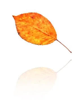 Dry leaf Illustrazione stock