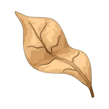 Dry leaf illustration Stock Illustration