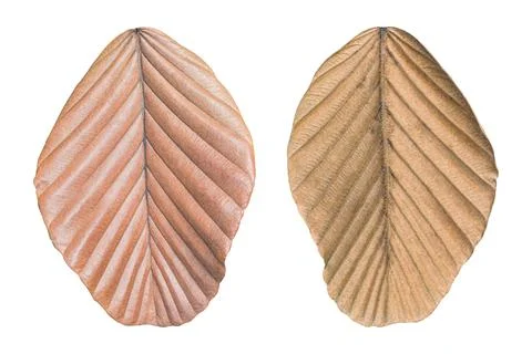 Dry leaf isolated on white background. Object with clipping path. Stock Illustration