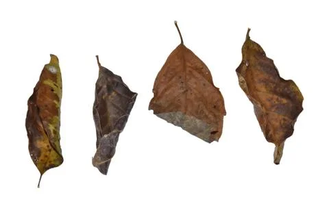Dry leaf isolated on white background. with clipping path Stock Photos