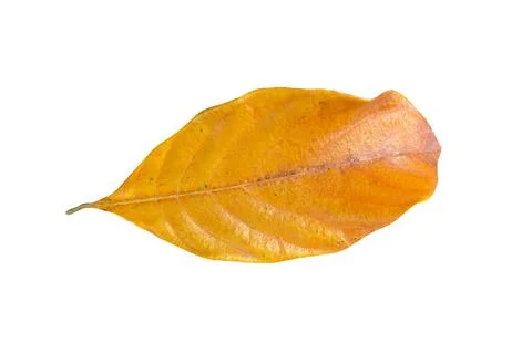 Dry leaf isolated on white background... Stock Photos