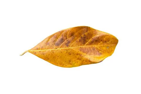 Dry leaf isolated on white background... Stock Photos