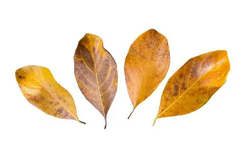 Dry leaf isolated on white background... Stock Photos