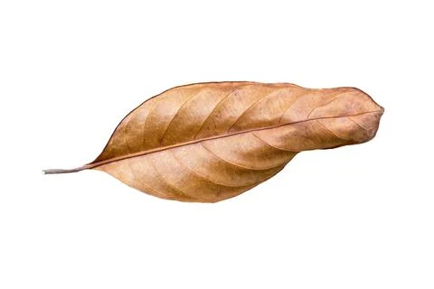 Dry leaf isolated on white background.. Stock Photos