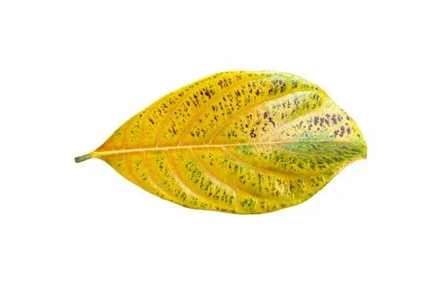 Dry leaf isolated on white background... Foto stock