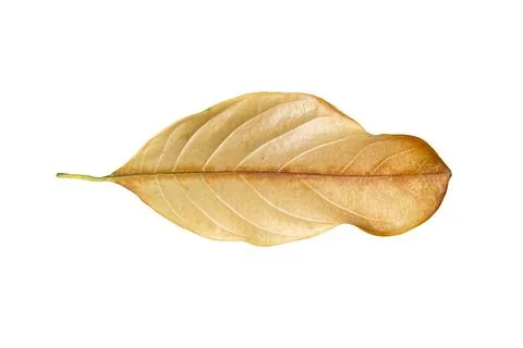 Dry leaf isolated on white background... Stock Photos