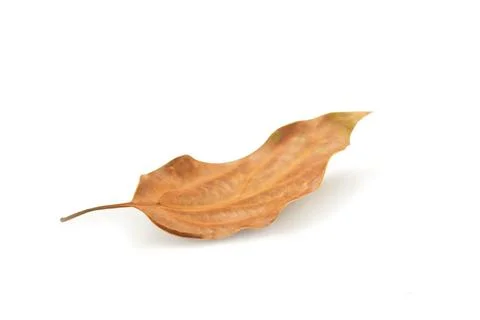 Dry leaf isolated on a white background Foto stock