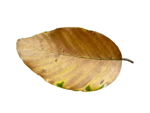 Dry leaf isolated on white background. Stock Photos
