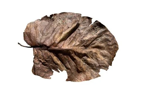 Dry leaf isolated on white background. Stock Photos