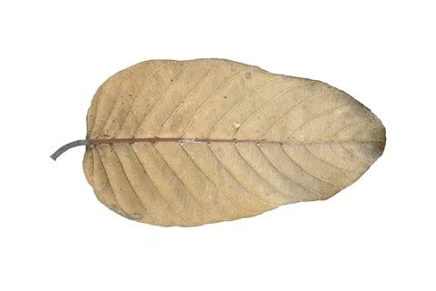 Dry leaf isolated on white background. Stock Photos