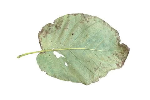 Dry leaf isolated on white background. Stock Photos