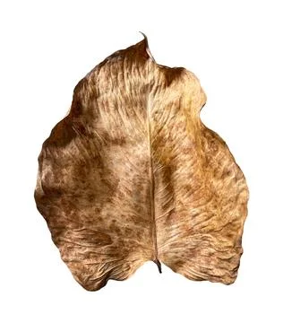 Dry leaf isolated on white background Stock Photos