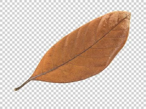 Dry leaf isolated on white background. Stock Photos